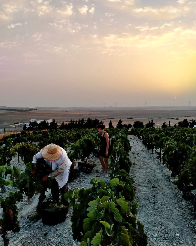 Visit the vineyards in Jerez