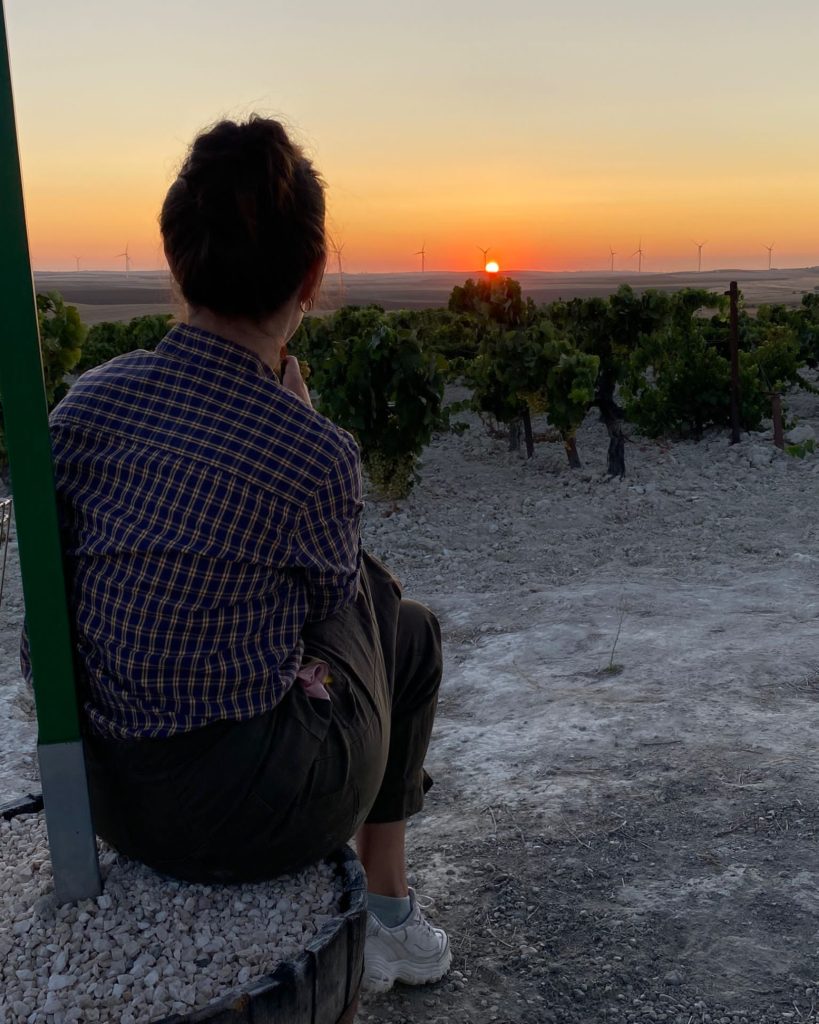 Visit the vineyards in Jerez