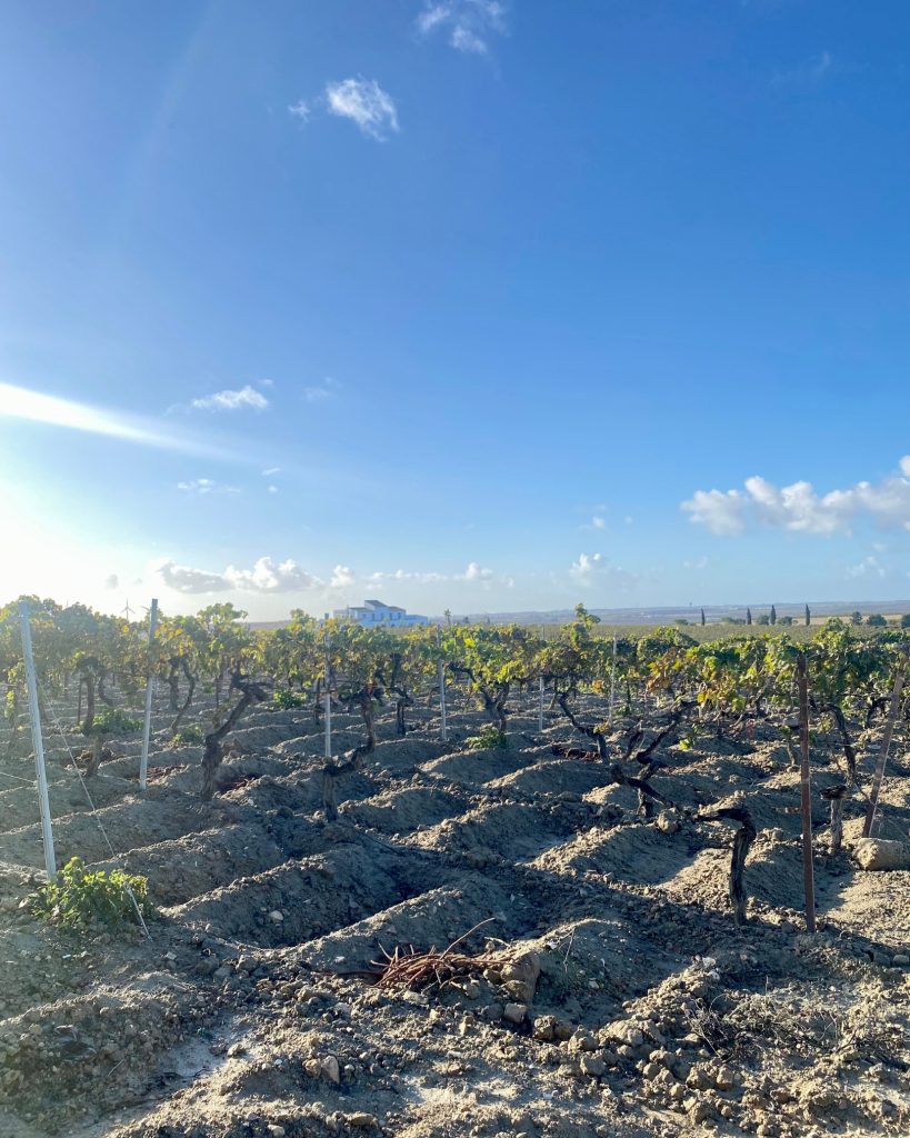 Visit the vineyards in Jerez