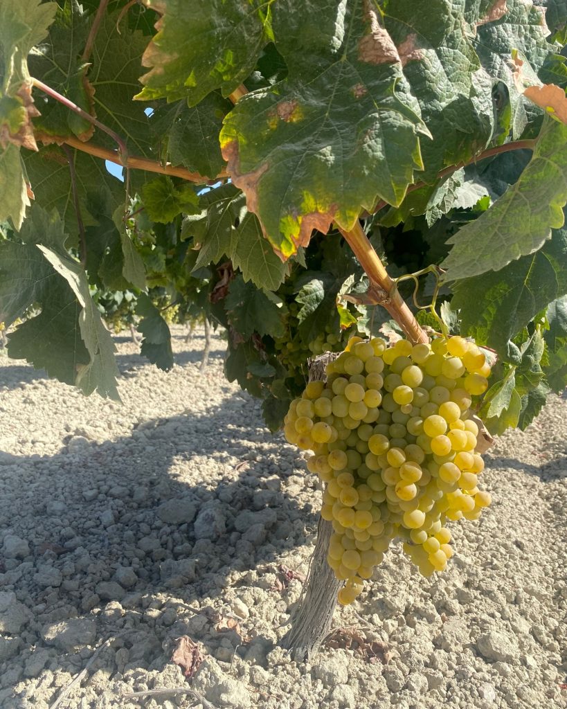 Visit the vineyards in Jerez