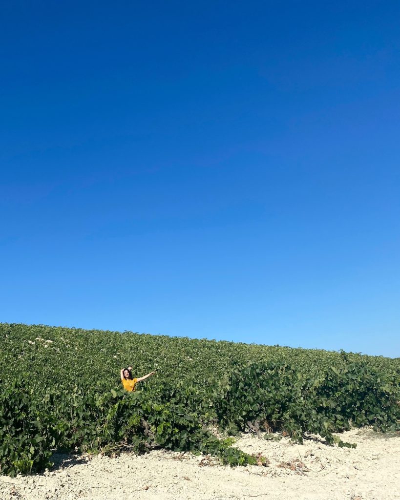 Visit the vineyards in Jerez