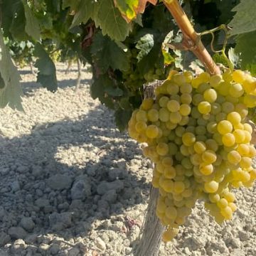 Visitar bodegas en Jerez