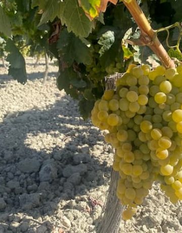 Visitar bodegas en Jerez